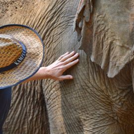 Touched by an Elephant, Part 3